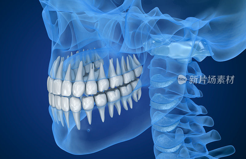 透明的头骨和牙齿，x光视图。3 d演示。
